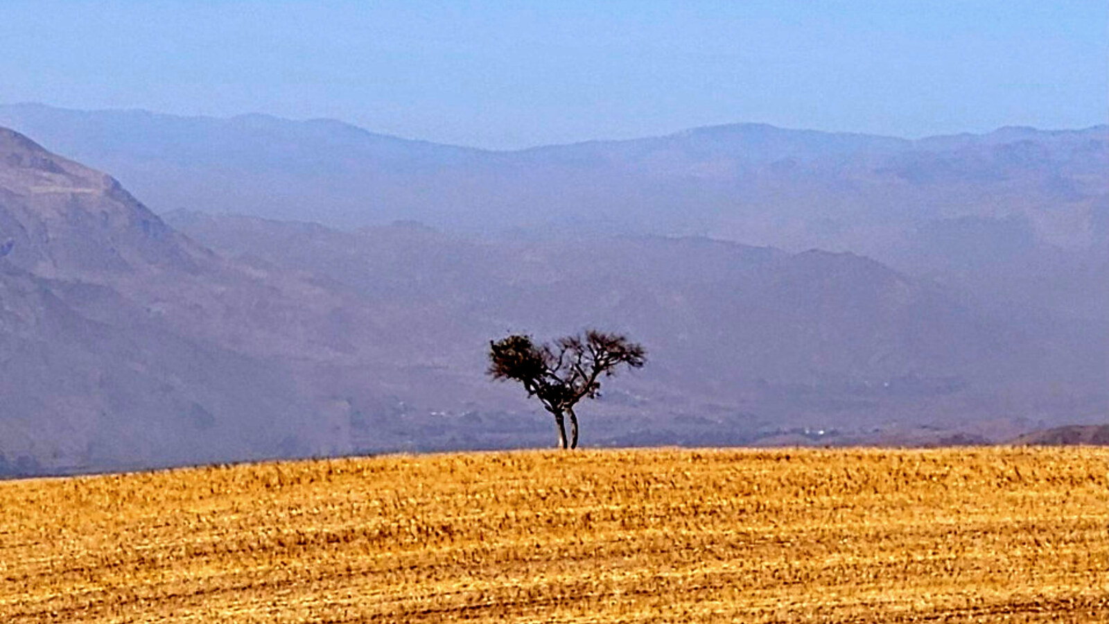 A single tree standing in a wide valley in front of distant mountains